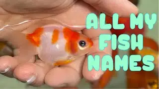 GOLDFISH NAMES