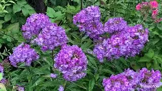Флокси, догляд за ними,розмноження черенкуванням.