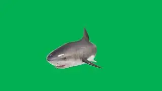 shark attack || green screen videos || green screen backgrounds || green screen shark #shark #attack