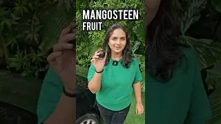 Mangosteen Fruit in India