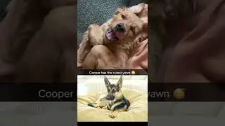 The Cutest Puppy Yawn Ever Recorded #shorts