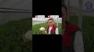 Түрлі-түсті орамжапырақ !!!