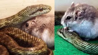 10 Friendship Between Animals You Won't Believe Exist 😱