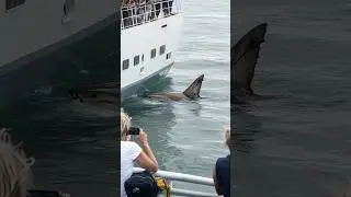 Encounter with Shark from Cruise Ship