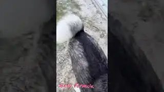 If Siberian Huskies Were In Video Games...