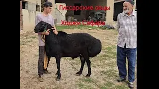 Гиссарские бараны производители Ходжи Сафара из Вахдата
