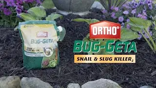 How to Get Rid of Snails and Slugs Using Ortho® Bug-Geta® Snail & Slug Killer