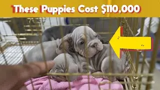 Rare And Expensive French Bulldogs Puppies