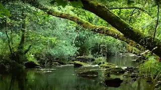 RELAXING SOUNDS OF BUBBLING STREAM AND GENTLE BIRDSONG FOR STRESS RELIEF, SLEEP, ASMR