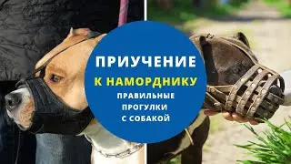 Урок 5. Как приучить собаку к наморднику