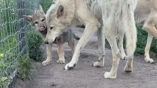 Волчицы взяли под опеку сироту‼️💗