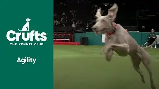 Agility Crufts Medium ABC and Intermediate/Large Novice ABC Final (Jumping) | ​Crufts 2022