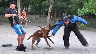 Training of BODYGUARD DOGS. Belgian Shepherd Malinois and Holland Herder. GUARD. Odessa. Ukraine.