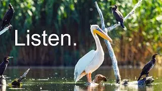 Migration of the American White Pelicans and what it Teaches Us | Shot with Sony FX30 #sonyfx30