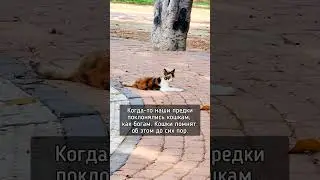 Фразы о котах взяты из сети у разных авторов