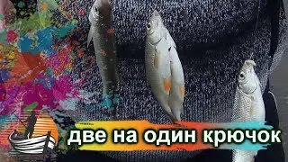Тарань пошла!жесть! жадная, по две тарани на один крючок! вы такое видели?