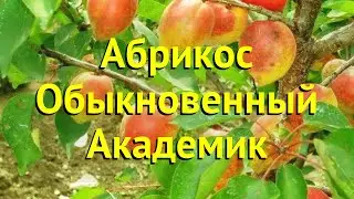 Абрикос обыкновенный. Краткий обзор, описание характеристик prunus armeniaca Академик