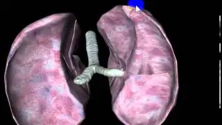 lung borders and surfaces DR SAMEH GHAZY