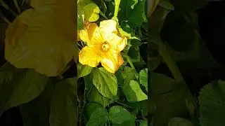 Серая кавказская горная пчела