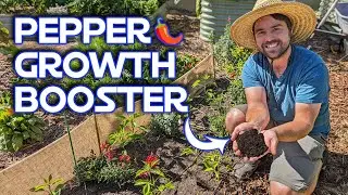 How I Make My Peppers Grow Faster For Free