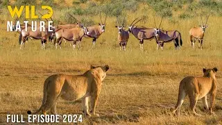 WILD NAMIBIA | The Struggle for Survival in the Vast Desert | Animal documentary