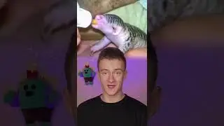 Ученый скрестил ДНК змеи и белки это гибрид двух животных