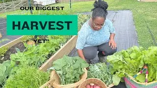 Our BIGGEST Harvest Yet| Abundance| Spring Harvest| 2024 Garden