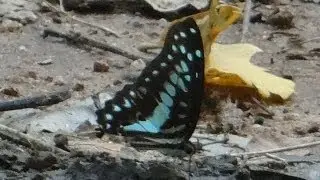 Graphium doson / common jay butterfly #butterfly #butterflies #animals