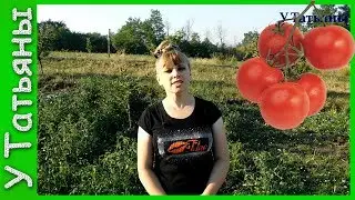 ТОМАТЫ /помидоры/ в ОТКРЫТОМ ГРУНТЕ. Как вырастить томаты на огороде. Подкормка /удобрение/ томатов.