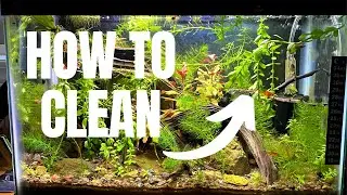 How To Clean A Fish Tank *Simple*