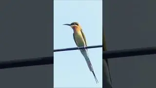 Urban Birding Bangkok