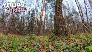 Heavy Rain Without Thunder in Autumn Forest. Soothing Sounds Of Rain.
