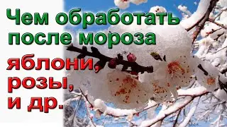 Чем обработать после мороза яблони, розы и др