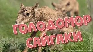 Голодомор сайгаков в Казахстане.