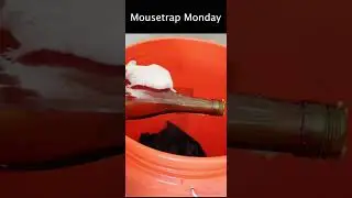 The Wine Bottle Mouse Trap. Simple DIY Homemade Mouse Trap.