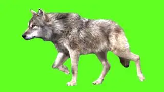 wolf Green screen background || green screen video || green screen wolf || wolf green screen Videos