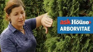 All About Arborvitaes | Ask This Old House