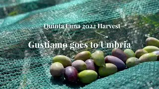 Gustiamo goes to Umbria: Quinta Luna extra virgin olive oil 2022 harvest