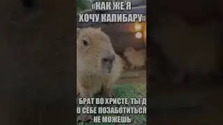 капибара мем#капибара