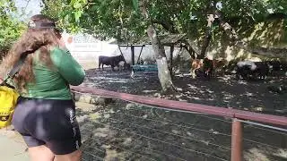 Short Cows in Natural Park little Farm