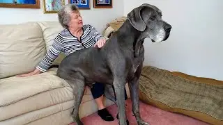 Just watch this video, you'll see all the FUNNY moments of the GREAT DANE