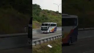 Bus Laju Prima Dengan Livery Legendarisnya #bus #busindonesia #busholic #lajuprima