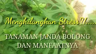 Manfaat Tanaman Janda Bolong