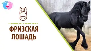 Фризская порода лошадей. Фризская лошадь