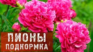 ПИОНЫ! ЧЕМ ПОДКОРМИТЬ ПИОНЫ!