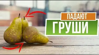 Почему груша сбрасывает плоды 🍐 Вредители в плодах груши