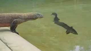 This Komodo Dragon Will Eat Wrong Prey