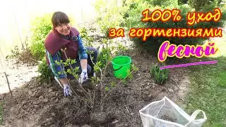 Сделайте это с ГОРТЕНЗИЯМИ весной и ждите пышного цветения!