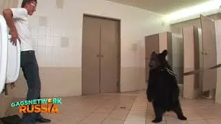 Медведь в туалете