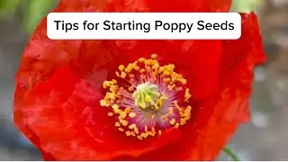 Tips for Starting Poppy Seeds (Especially For Warm Climate Gardeners!)